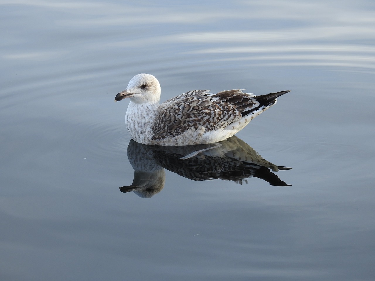 Image - bird seagull marine life