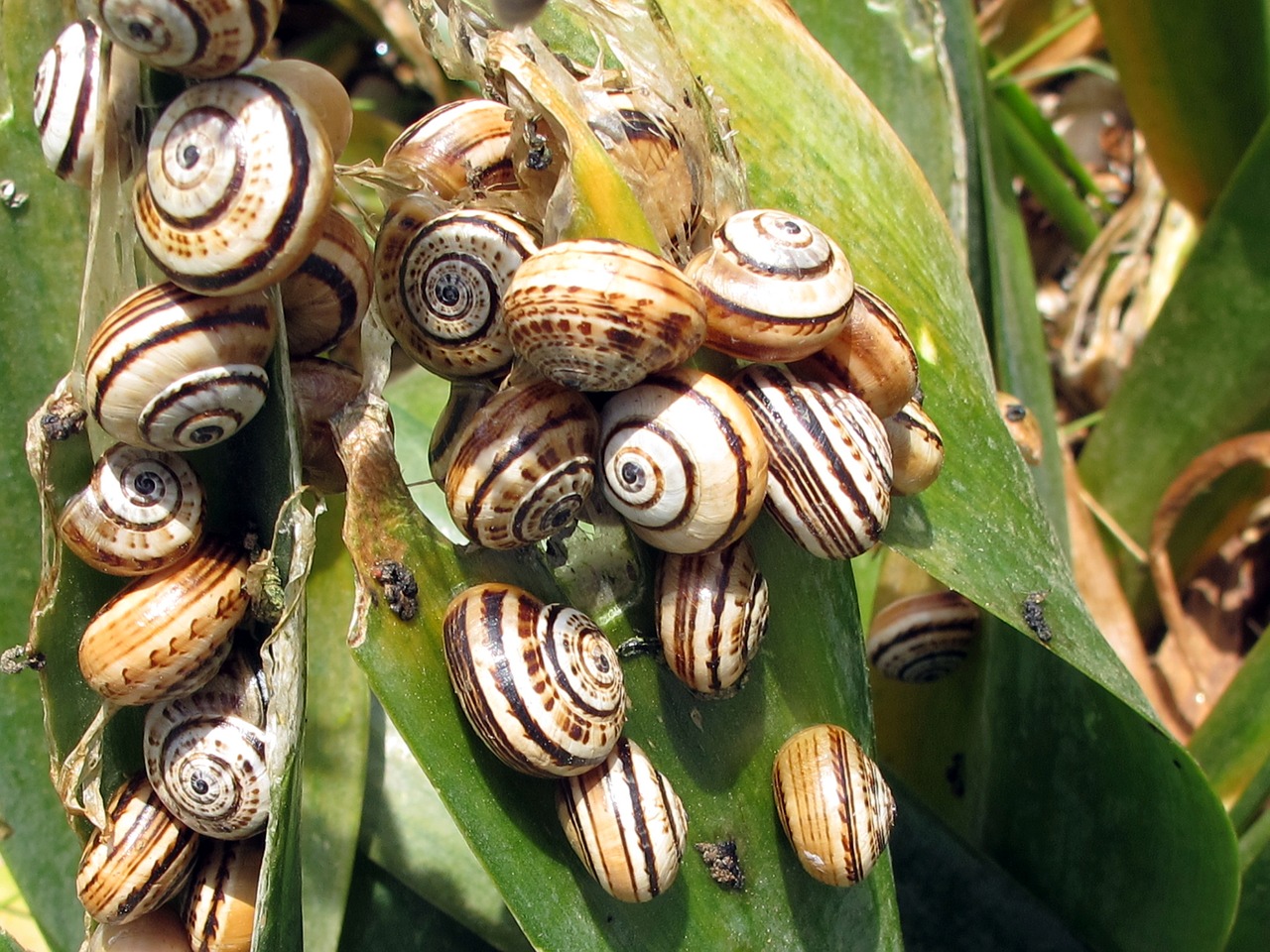 Image - snails turkey botany