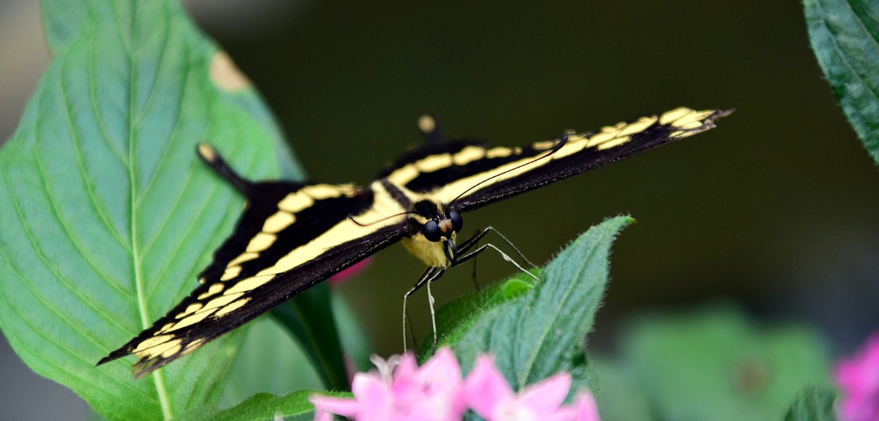 Image - dovetail papilio machaon butterfly