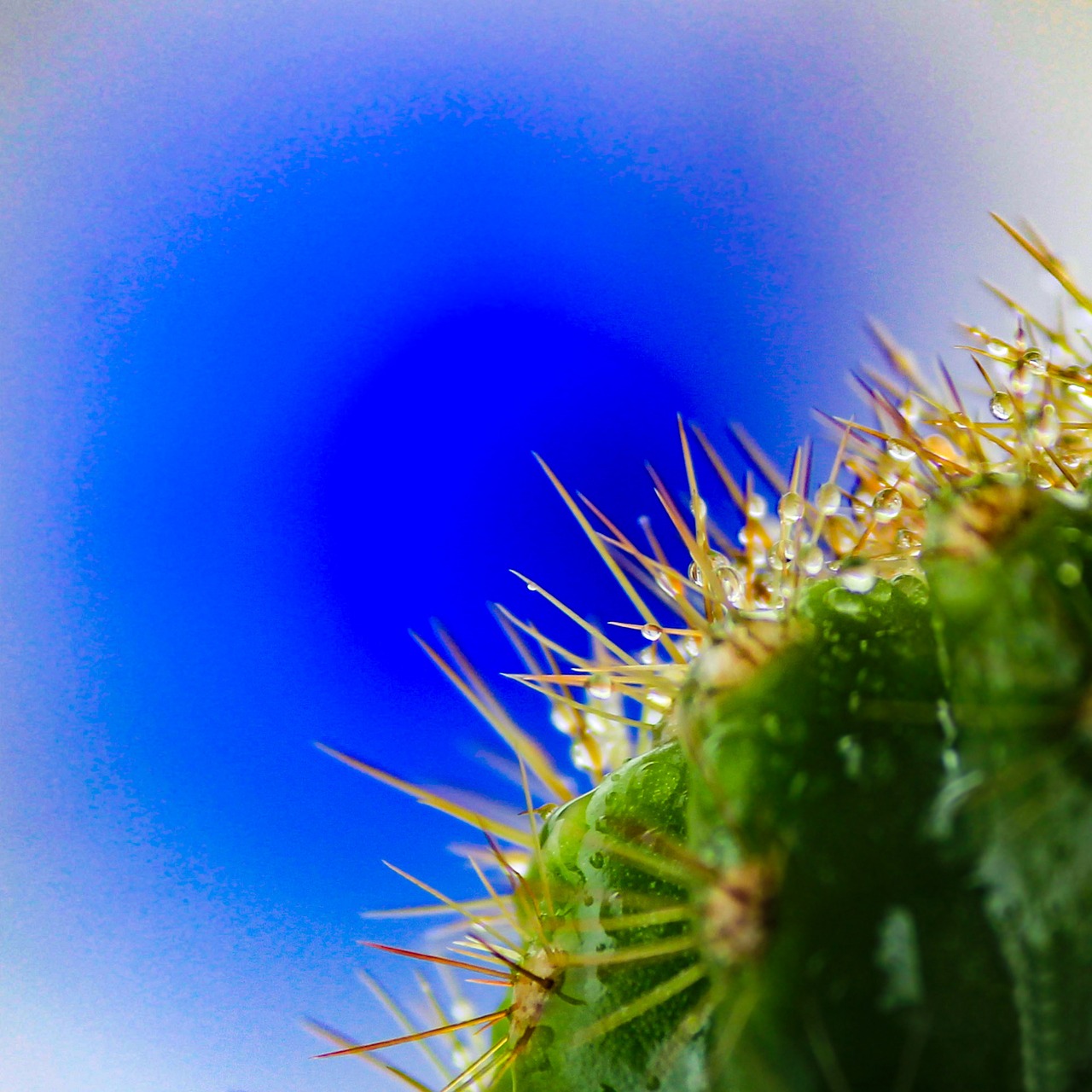 Image - cactus macro plant flower nature