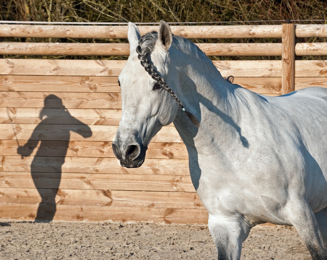 Image - horse shadow silhouette dressage