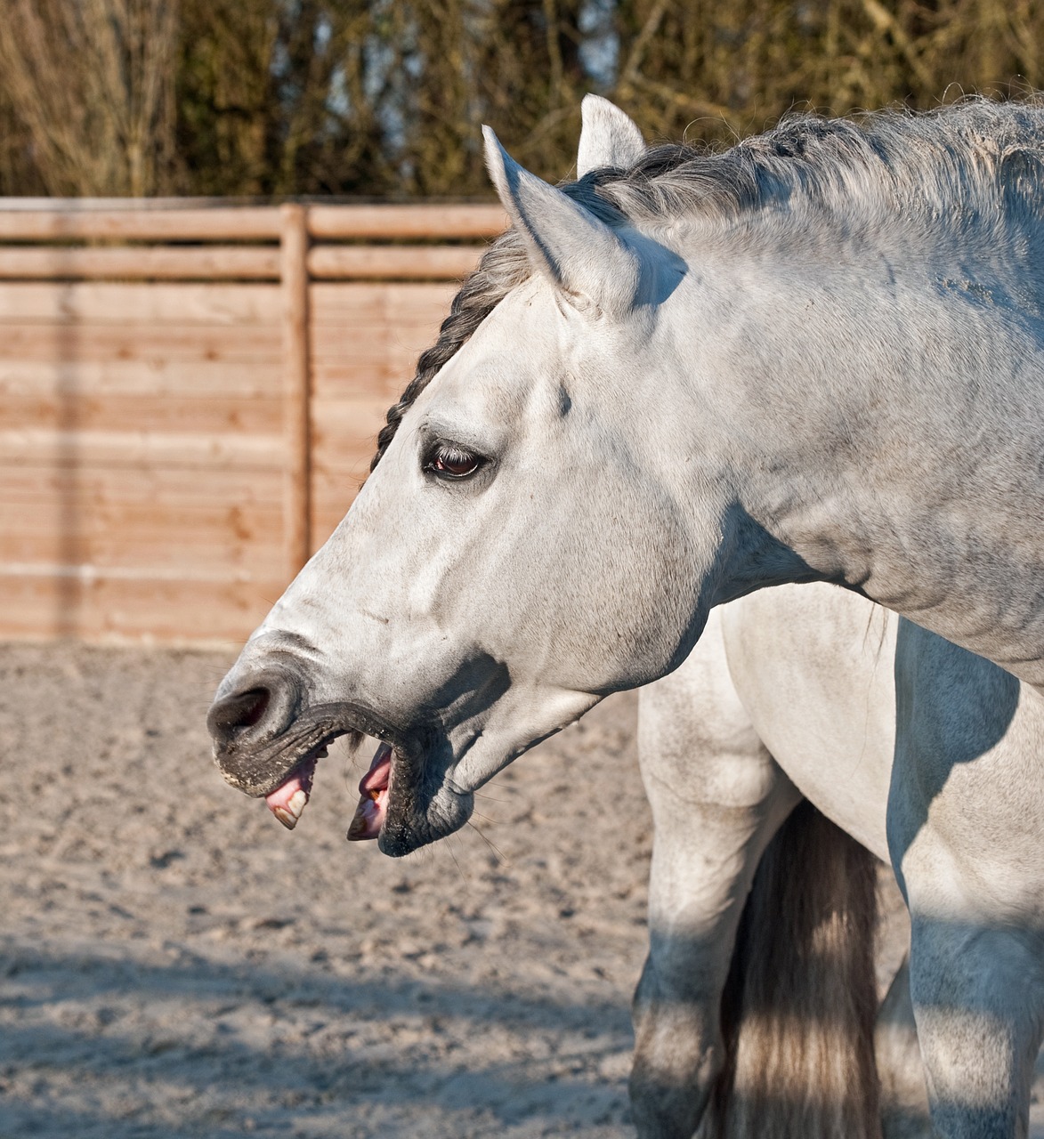 Image - horse neigh head