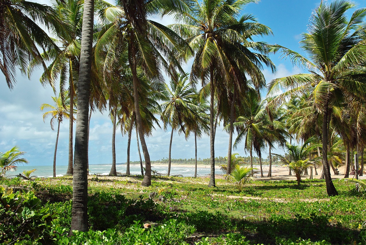 Image - brazilwood costa do sauípe shore