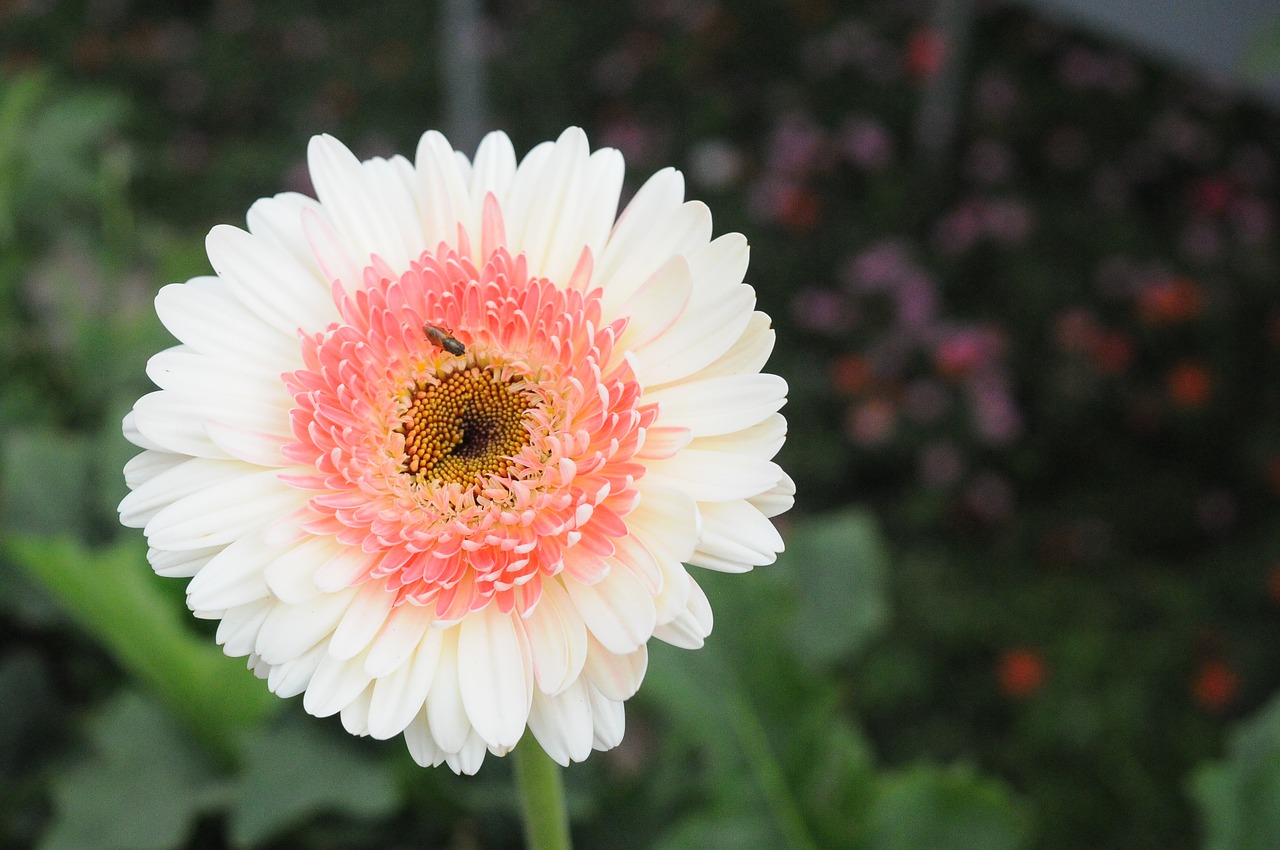 Image - bee on flower white flower nature