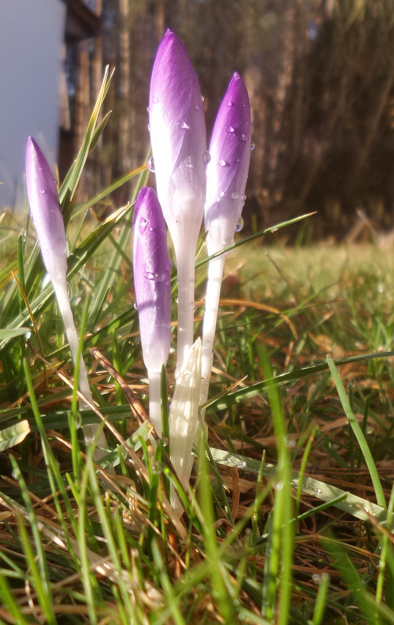 Image - crocus purple dew morgentau violet