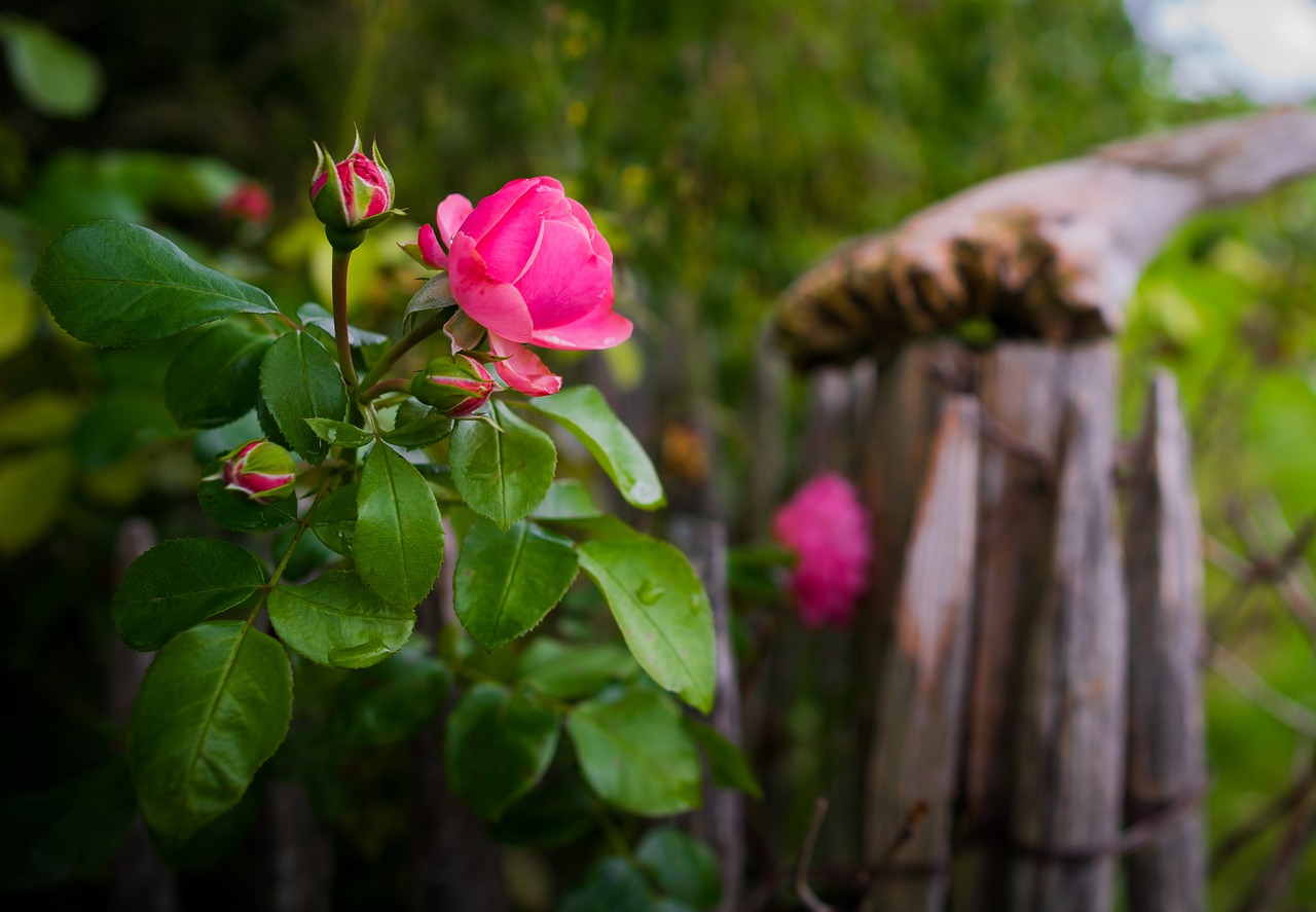 Image - rose bokeh blossom bloom plant