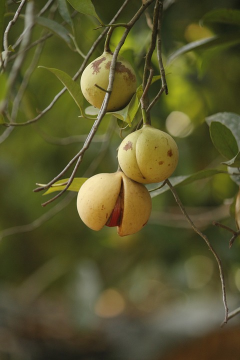 Image - agriculture food fresh fruit green