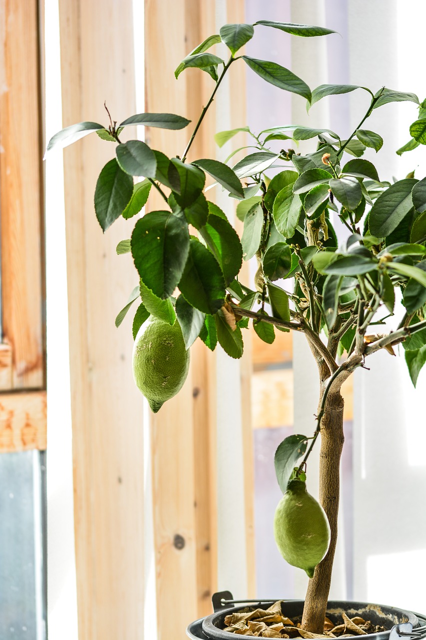 Image - lemon tree lemon tree fruit citrus