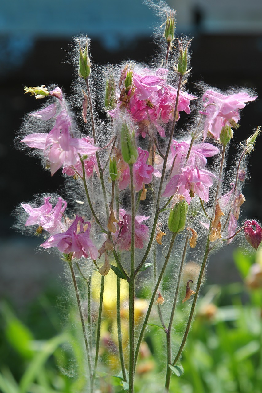 Image - flowers poplar pooh