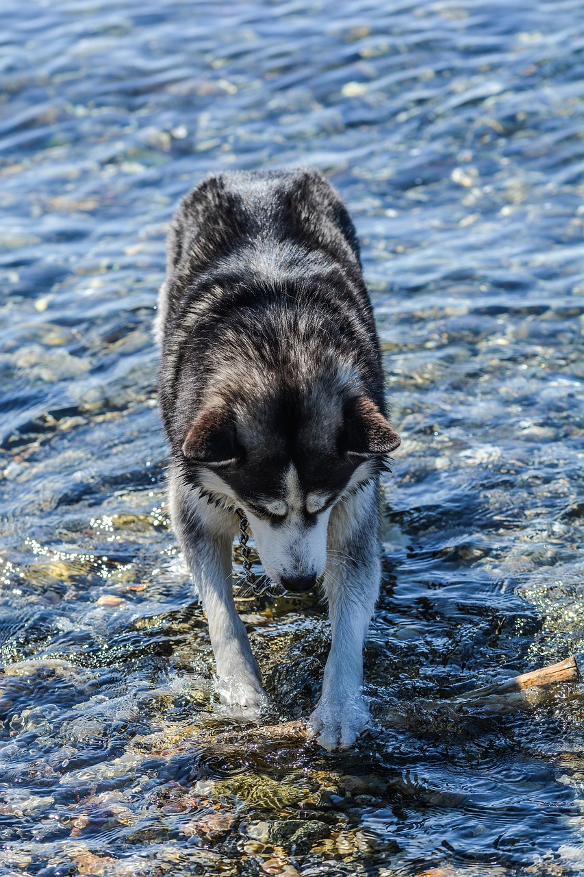 Image - dog husky water animal friend pet