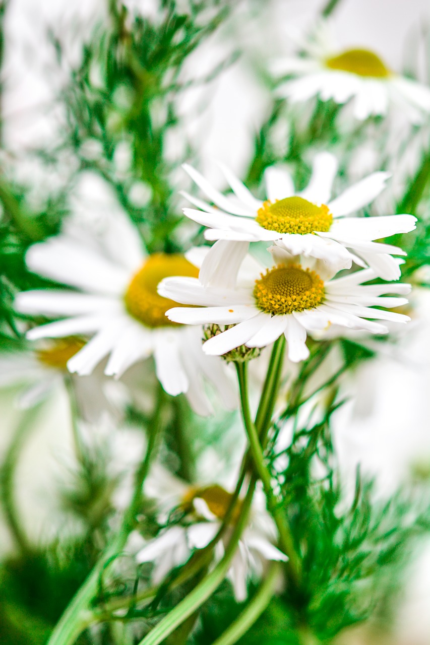 Image - chamomile flowers nature plant