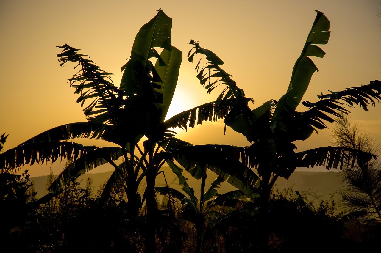 Image - silhouette africa banana plantation