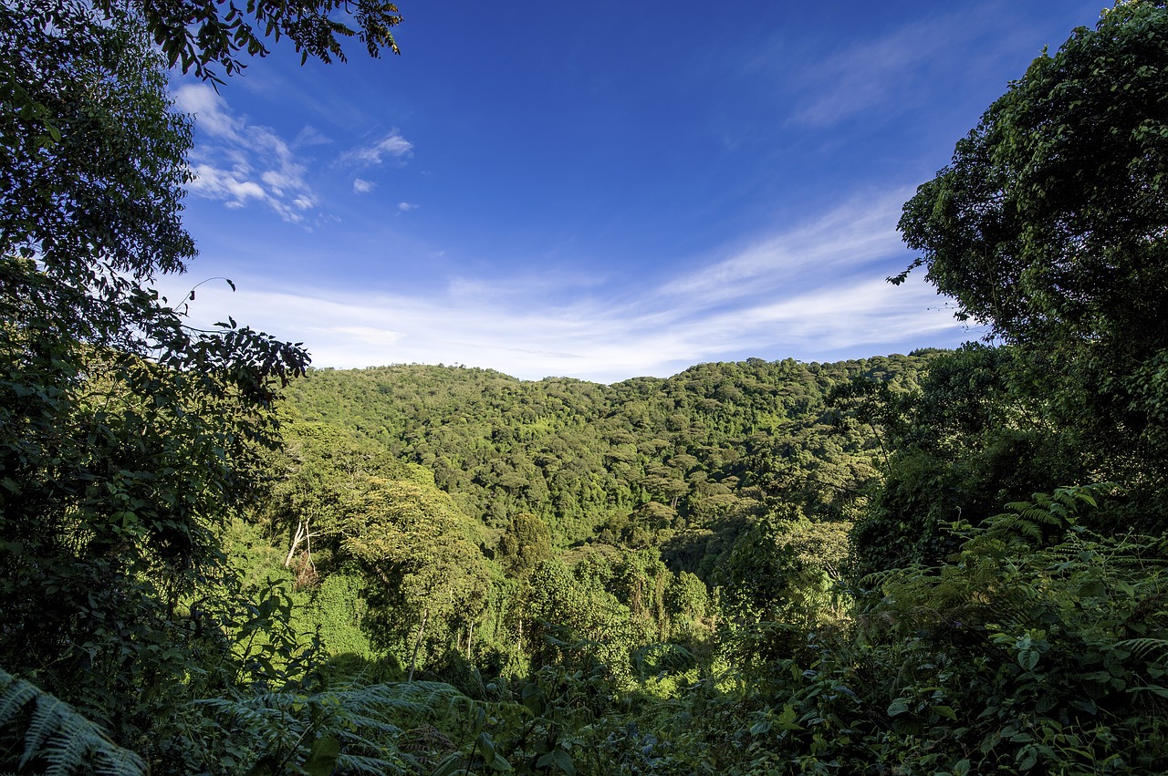 Image - uganda jungle forest hill travel