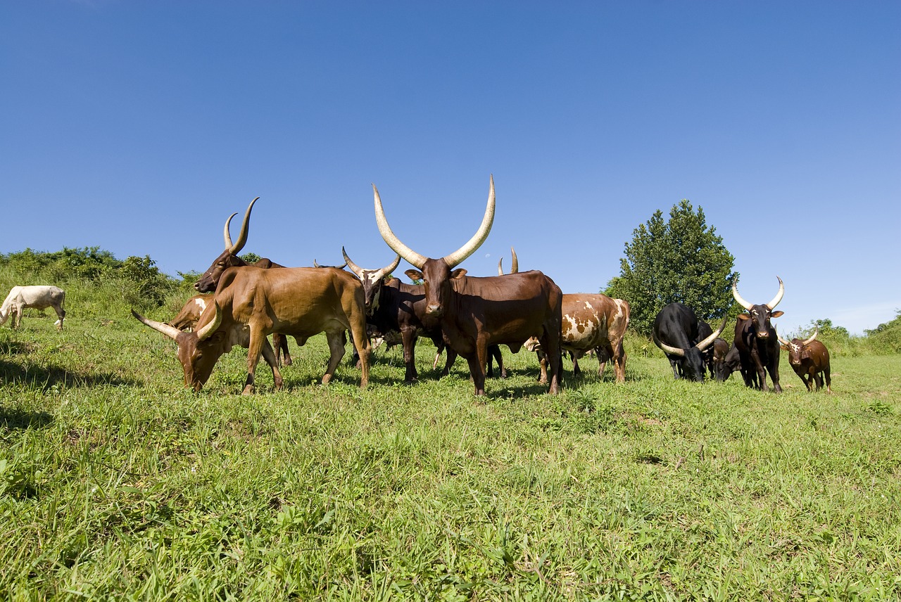 Image - ankole cows cows grazing uganda