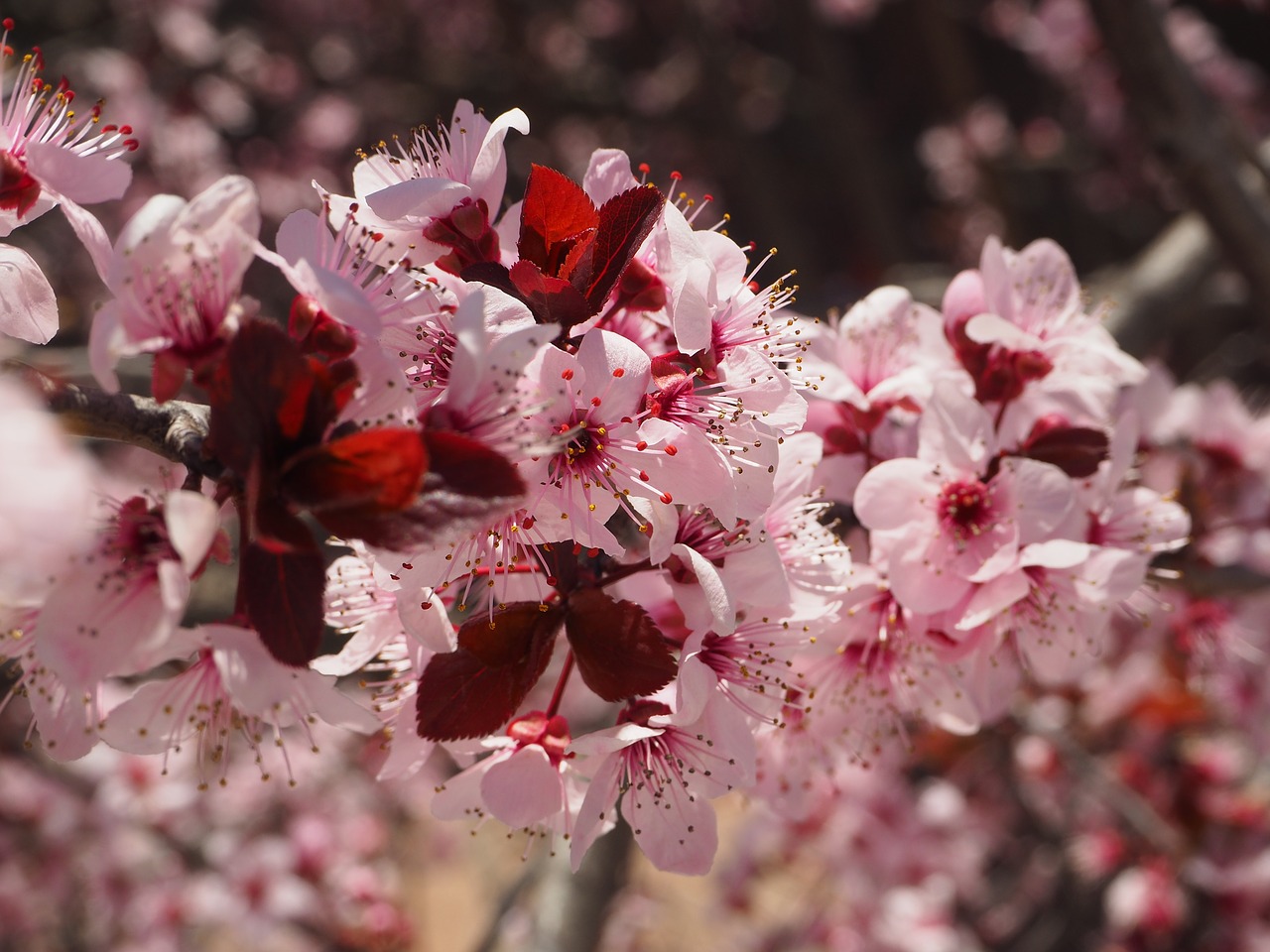 Image - prunus flower spring cherry hill