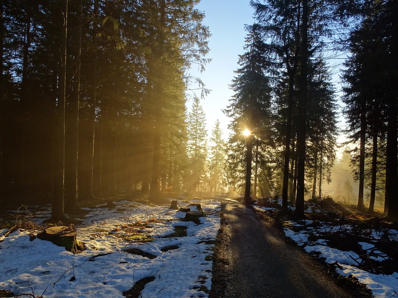 Image - forest nature trees mood winter