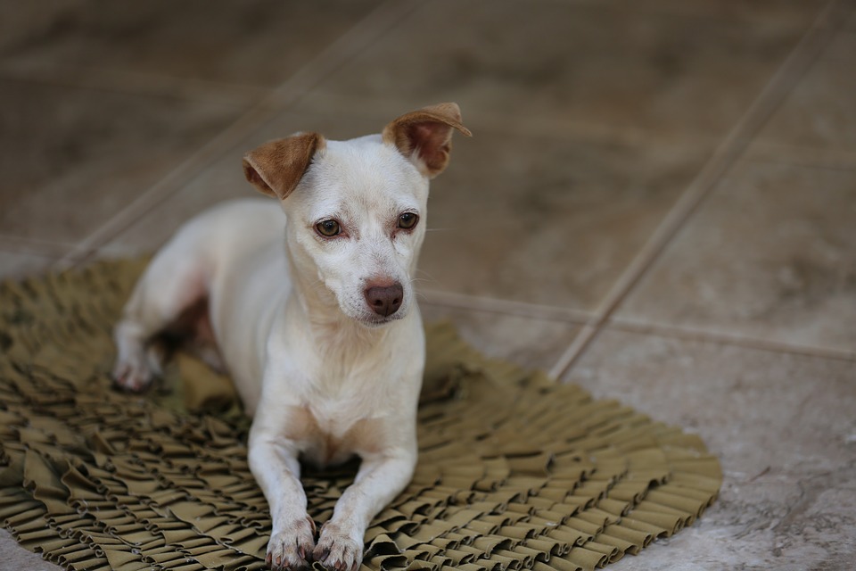 Image - white puppy dog look cute pet