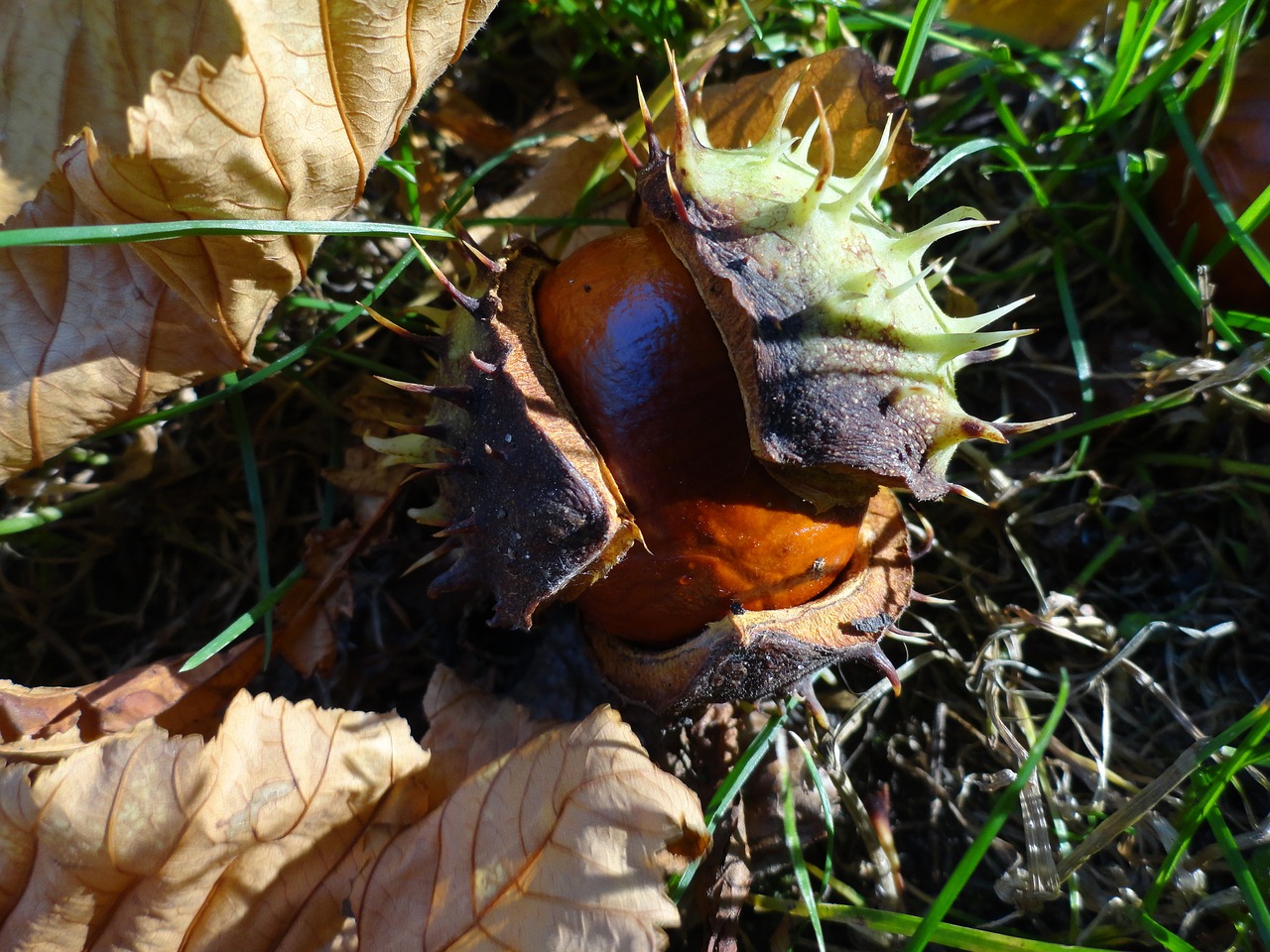 Image - chestnut on the grass