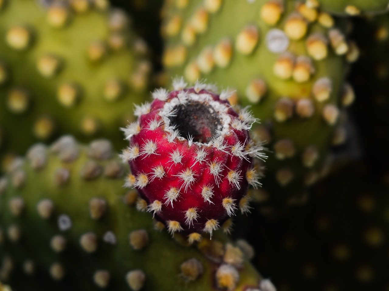 Image - prickly pear plant cactus nature