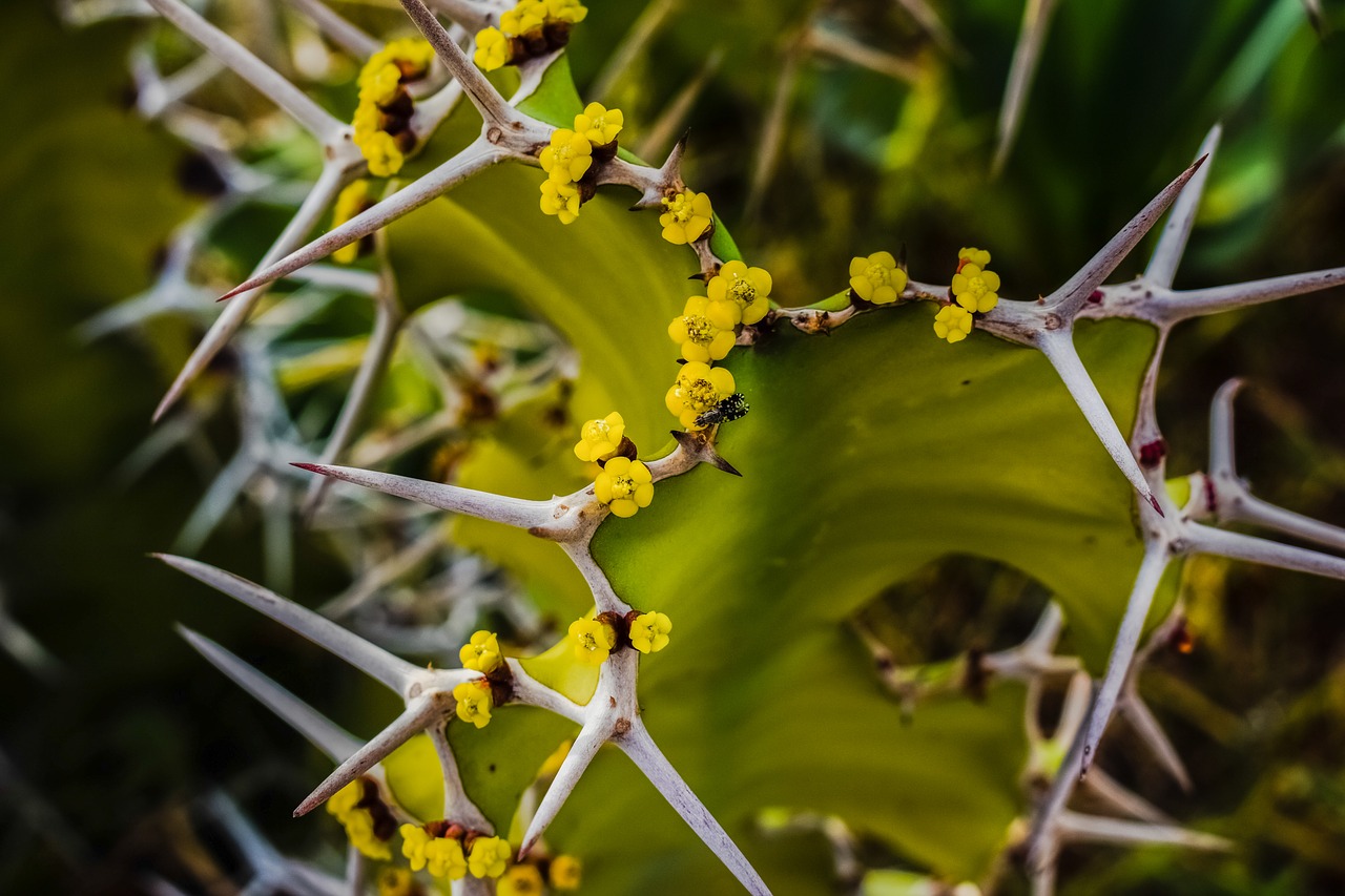 Image - cactus thorns flowers yellow