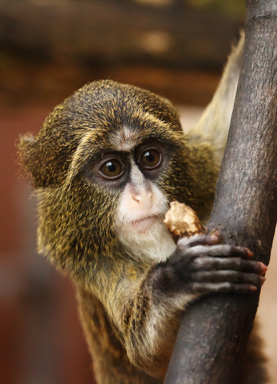 Image - africa animal brown cute big eyes