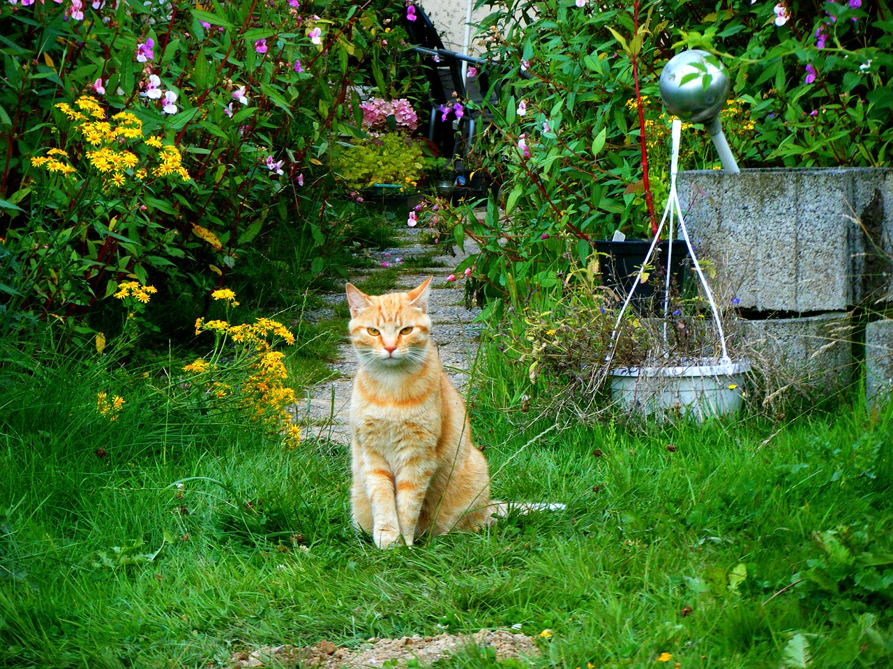 Image - cat garden red cat domestic cat