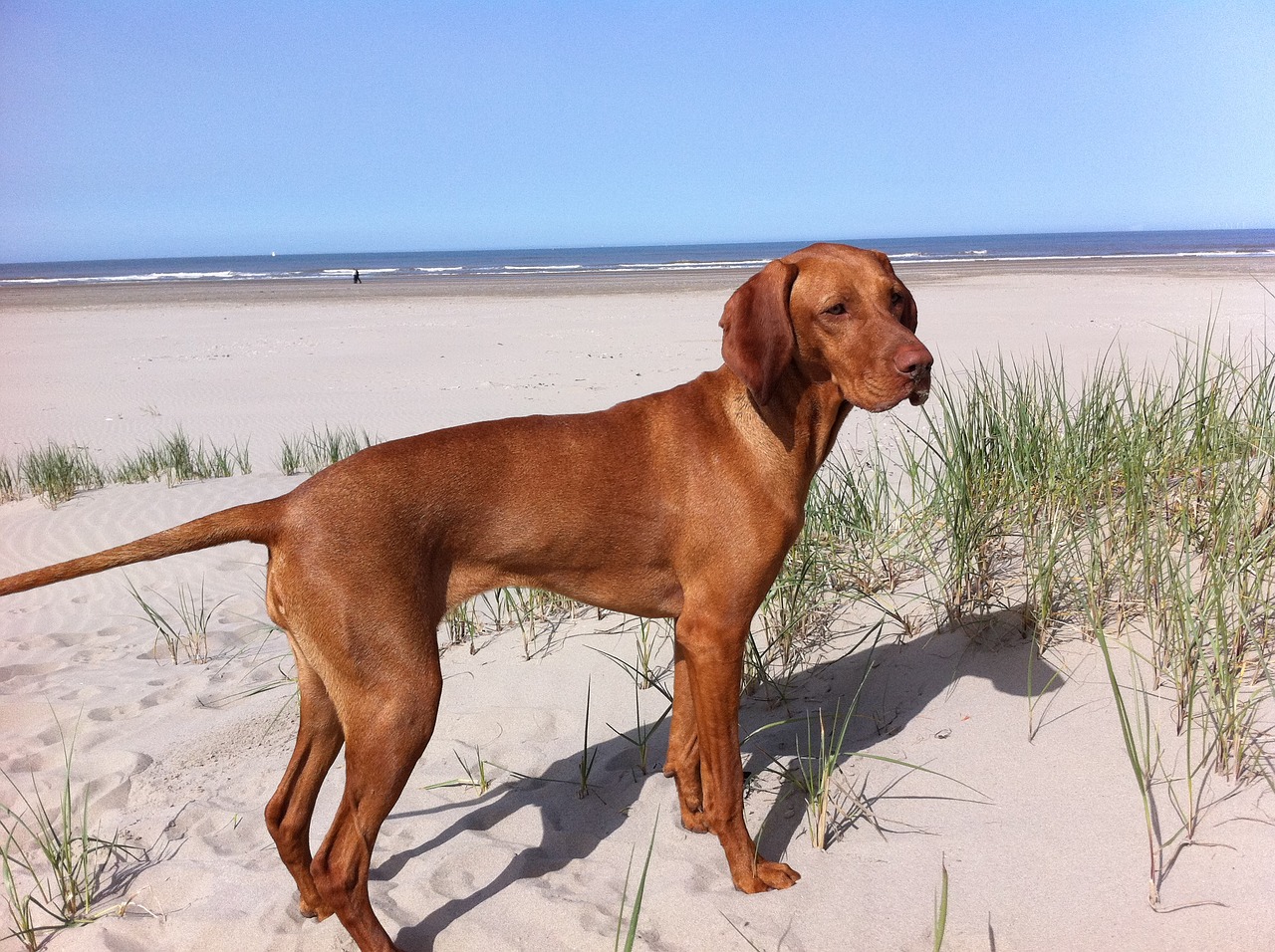 Image - vizsla beach dog