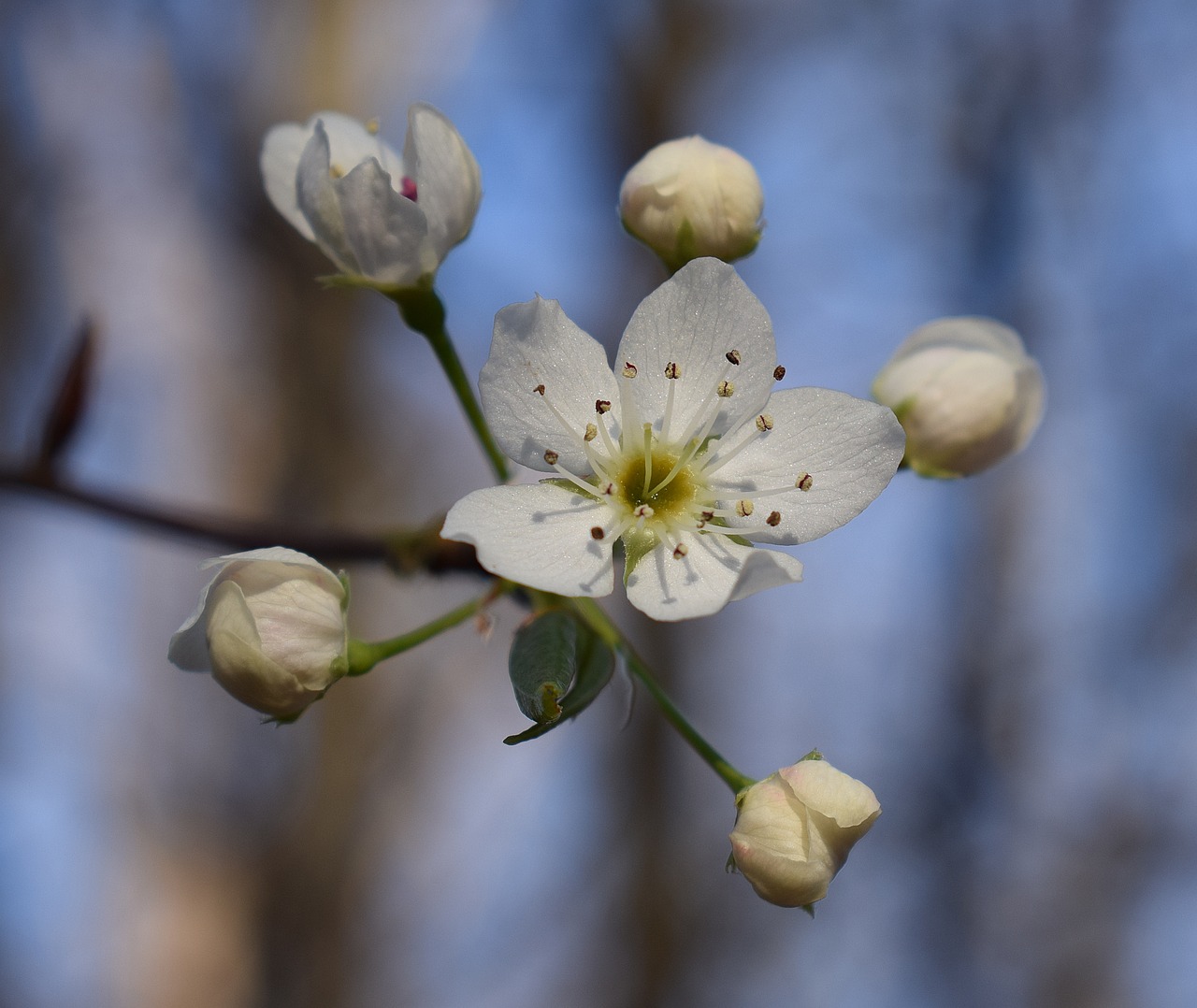Image - wild cherry blossoms wild cherry tree
