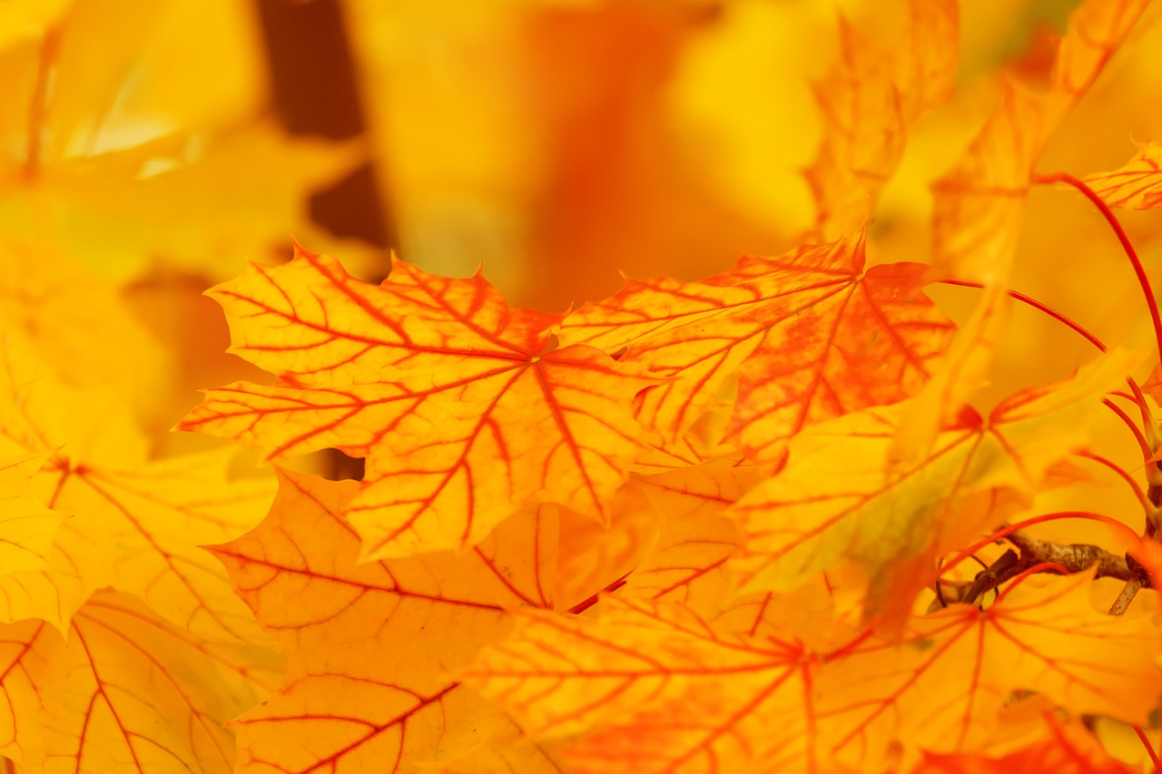 Image - abstract autumn background bright