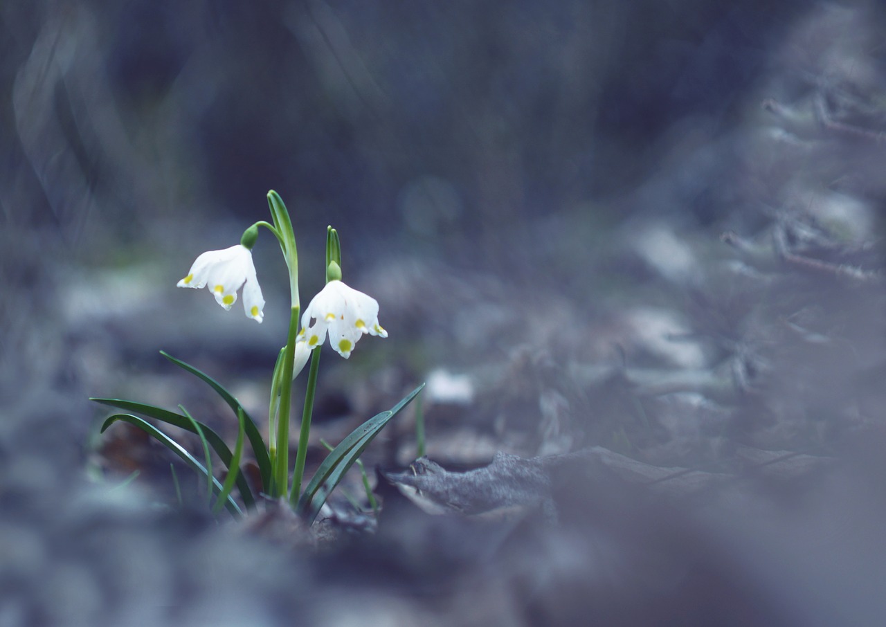 Image - snowflake spring white flowers