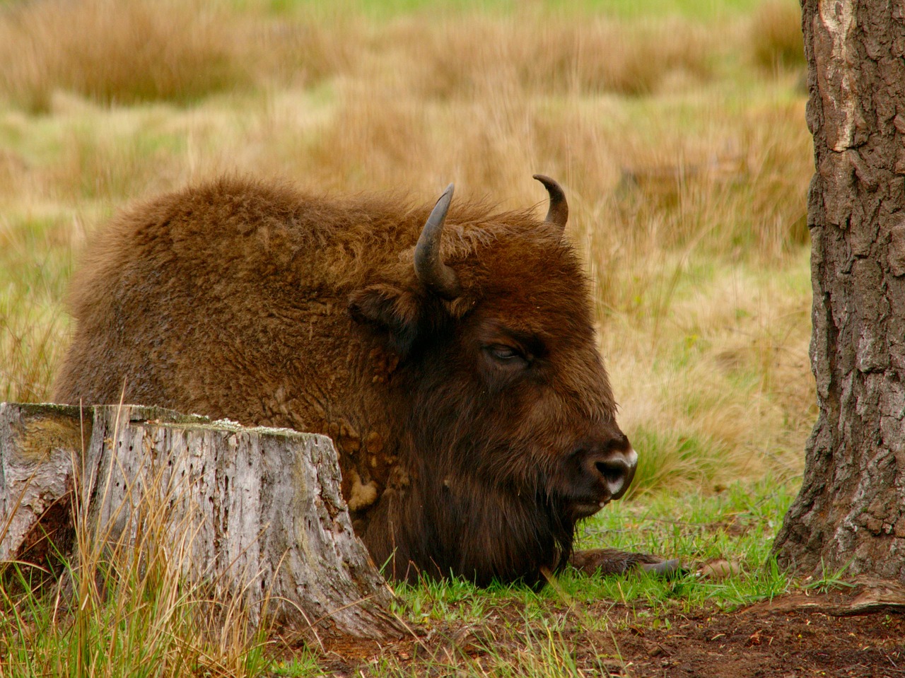 Image - bison vacation dream animal