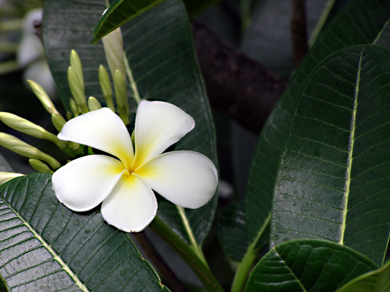 Image - flower frangipani plumeria white