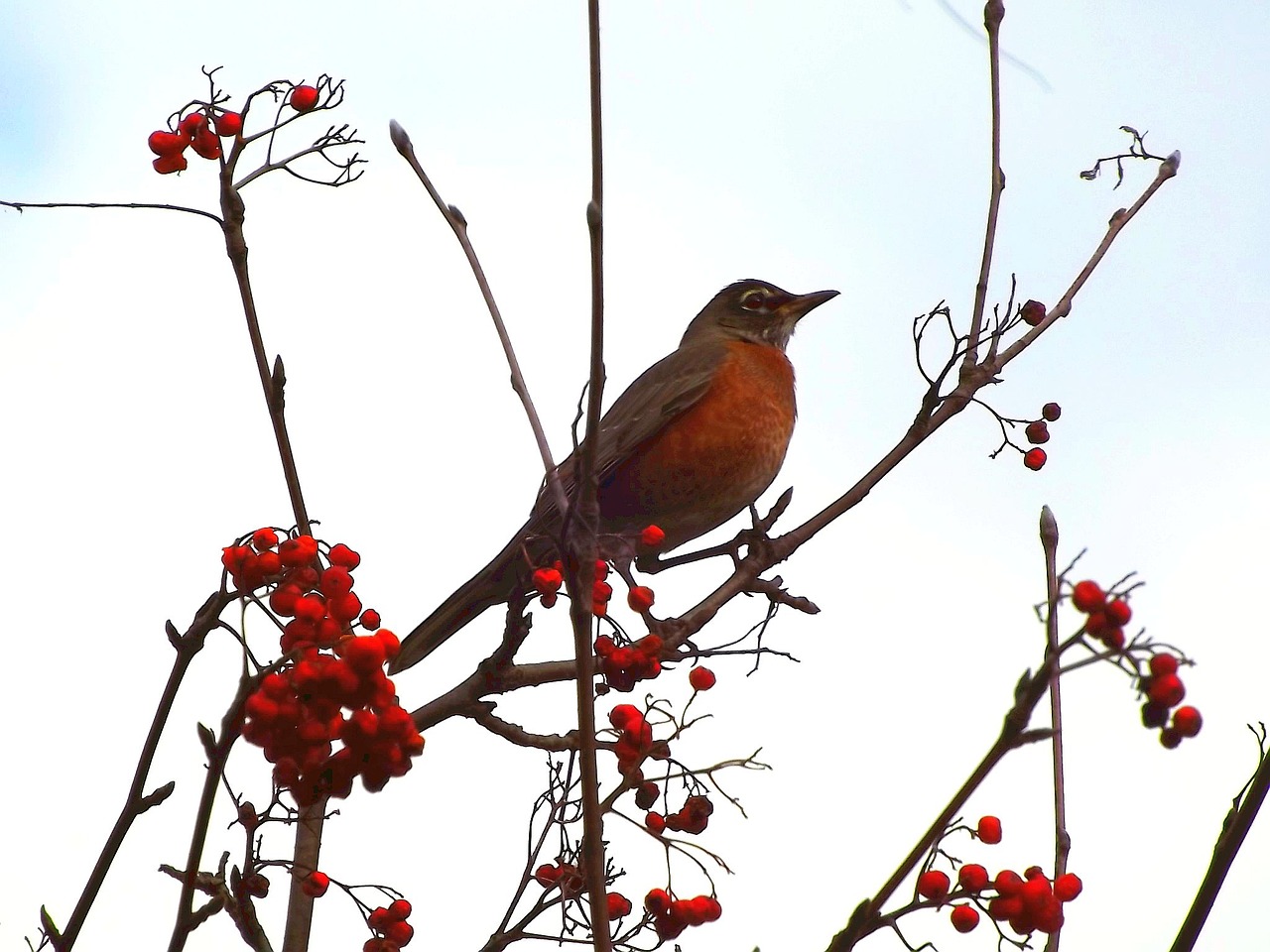 Image - drozd bird thrush wandering nature