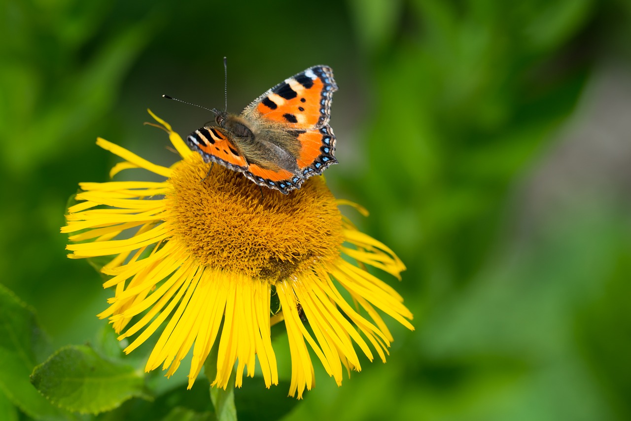 Image - butterfly little fox blossom bloom