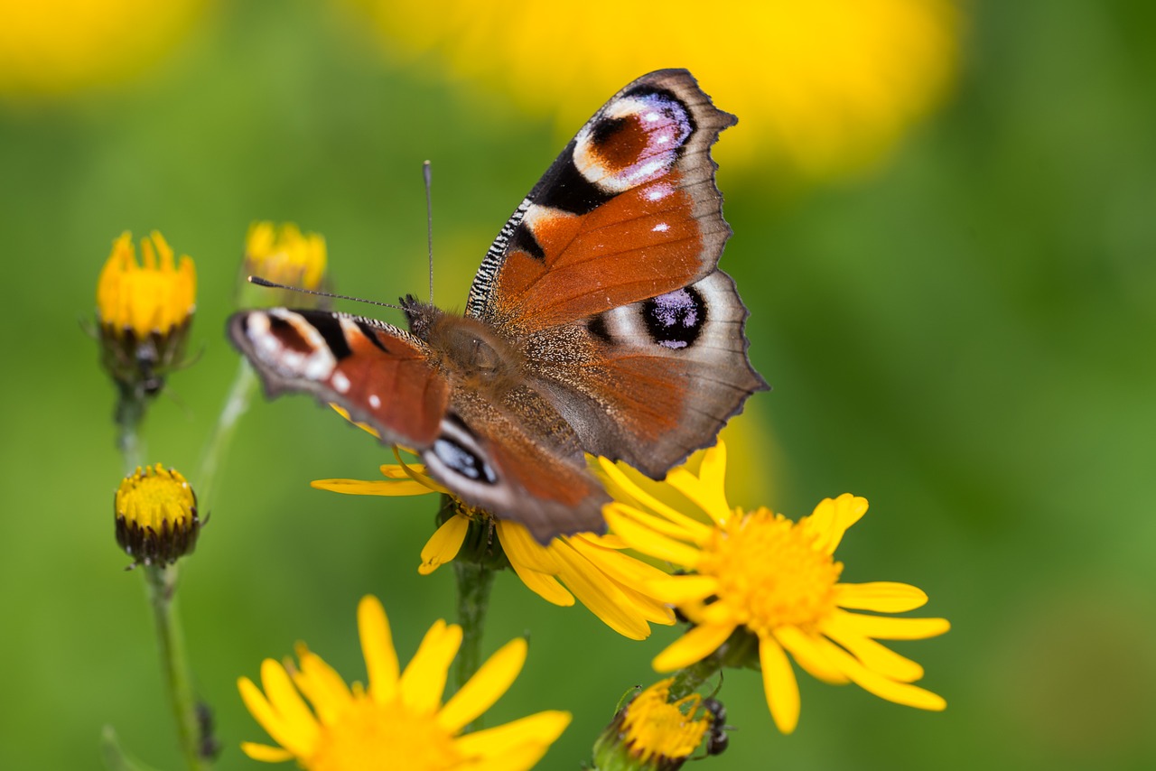 Image - butterfly peacock butterfly close