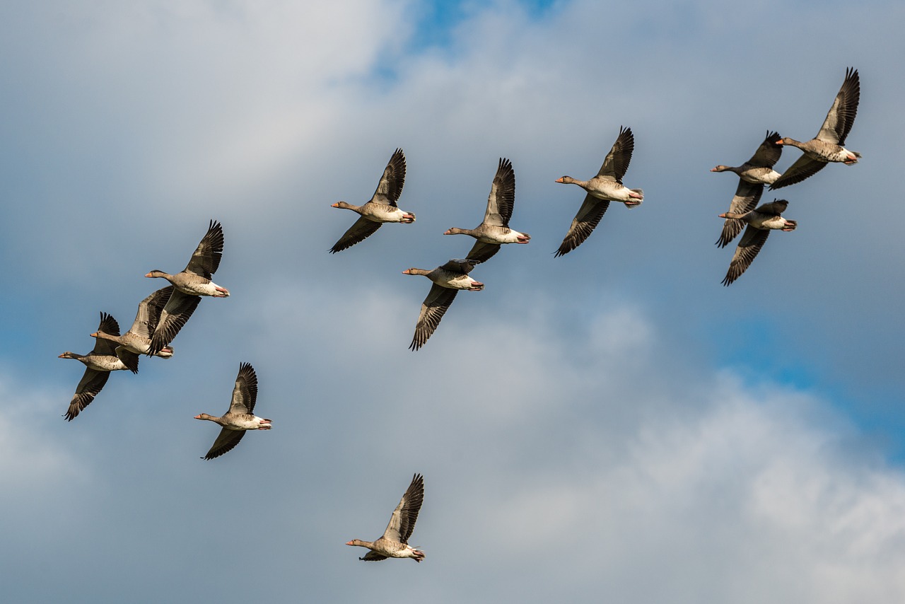 Image - grey geese bird flight flight fly