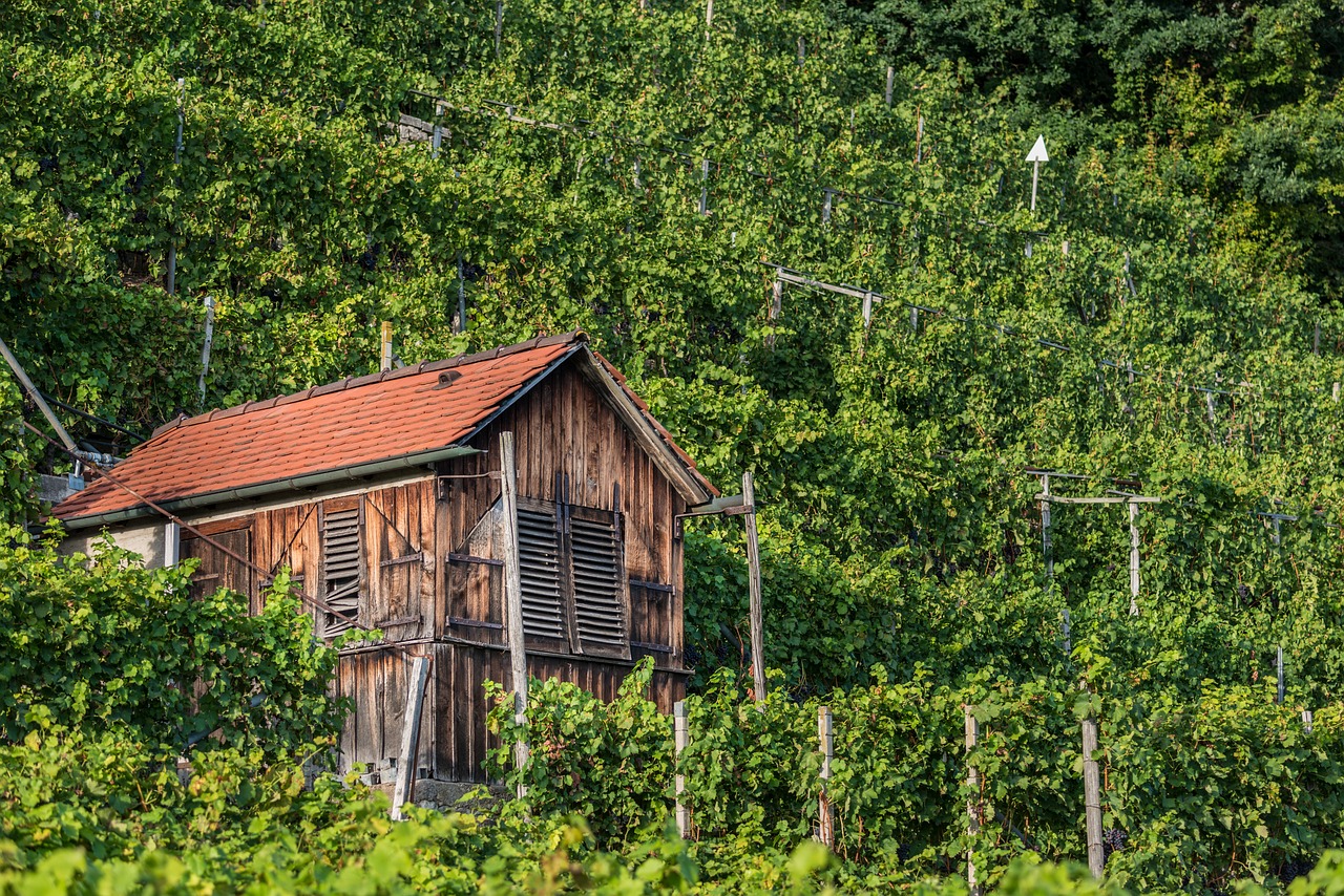 Image - vineyard ludwigsburg germany hut