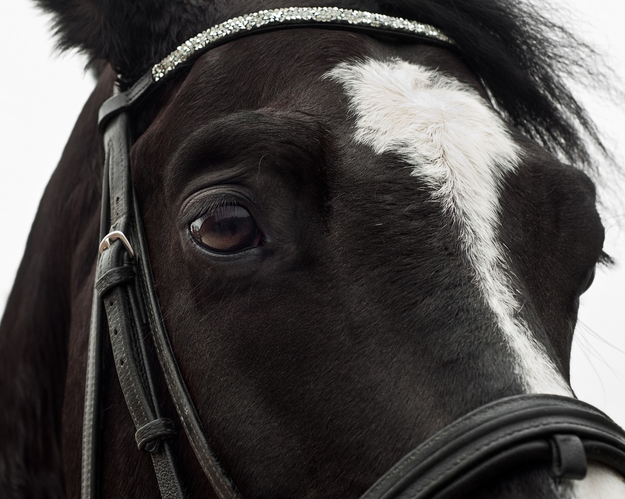 Image - horse close up eye head