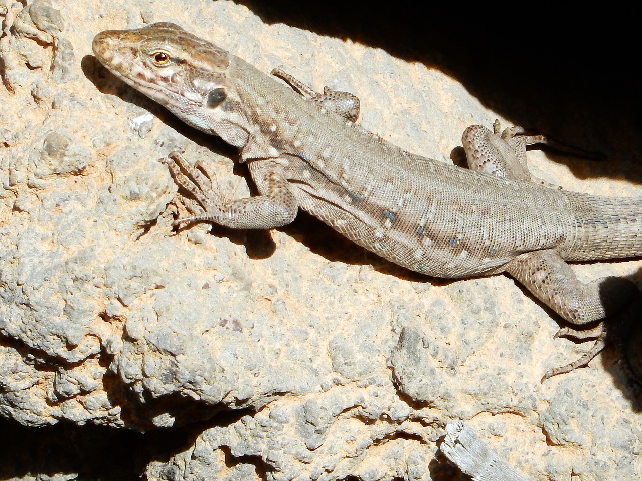 Image - lizard tenerife nature reptile