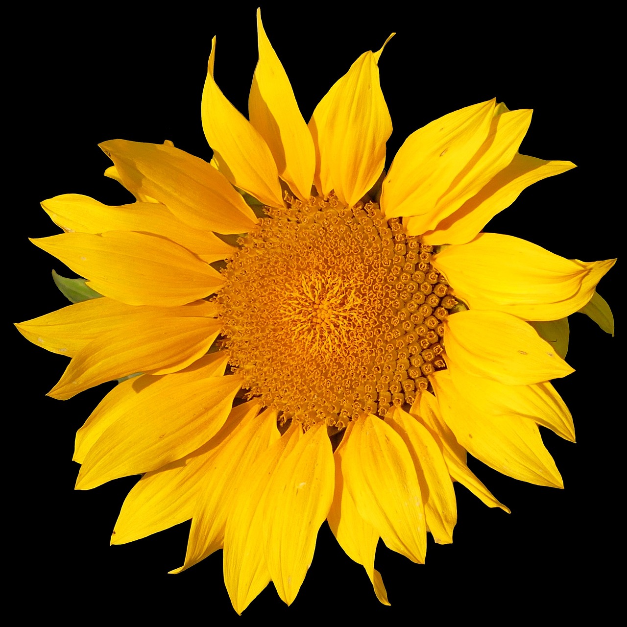 Image - sun flower flower yellow nature