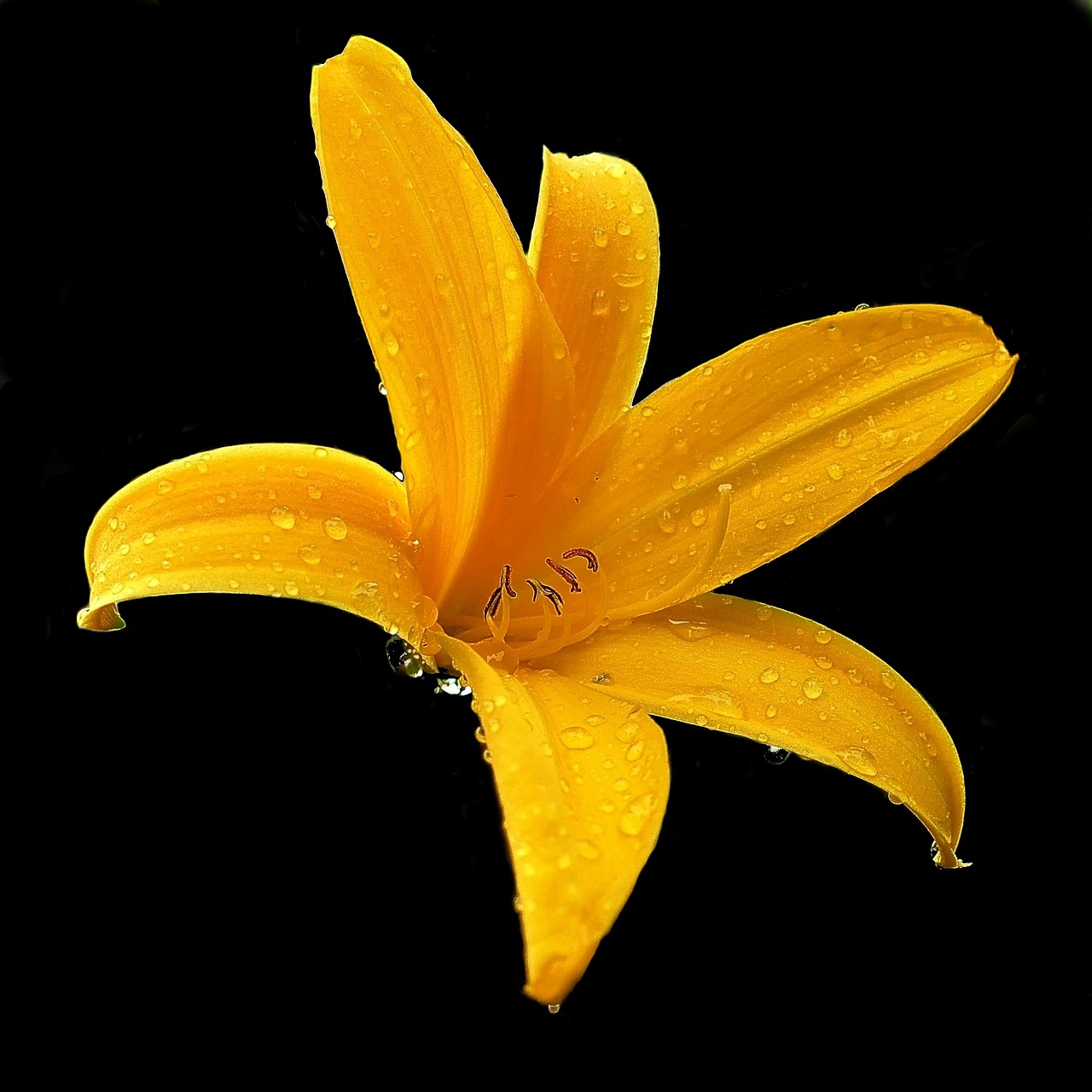 Image - lily yellow blossom bloom flower