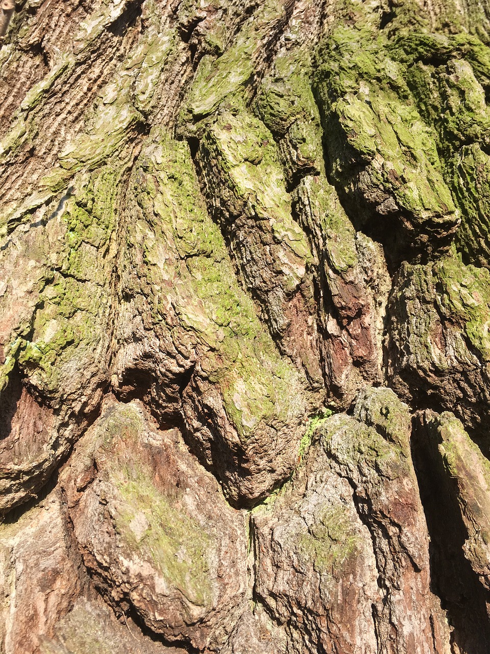 Image - log old tree gnarled moss bark