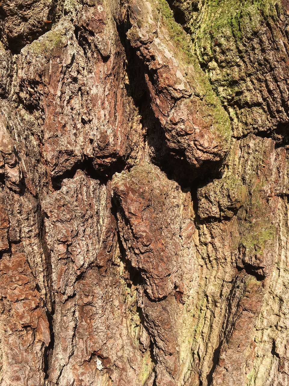 Image - log old tree gnarled moss bark