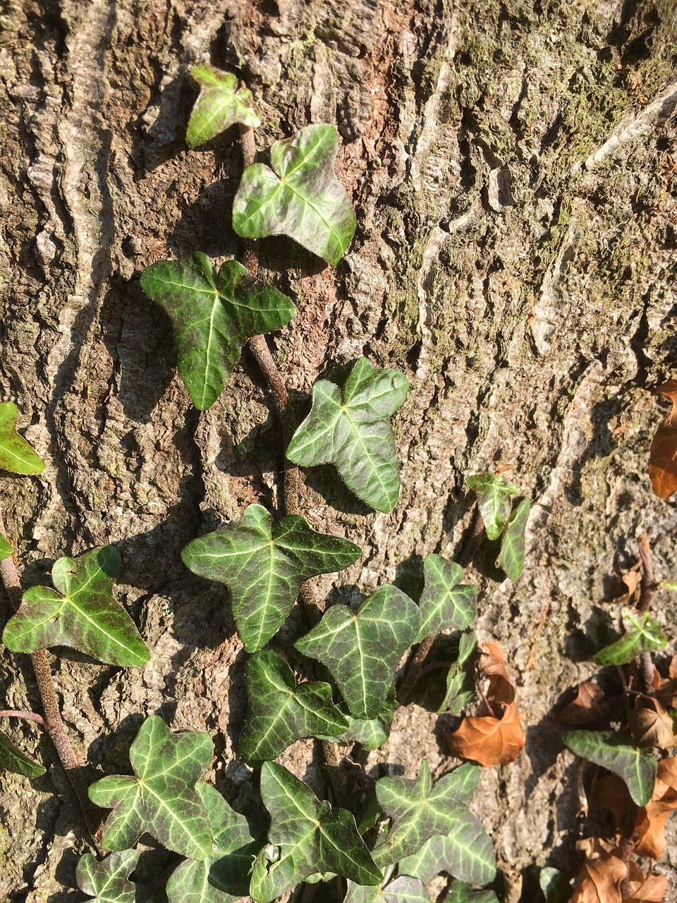 Image - log old tree gnarled ivy nature