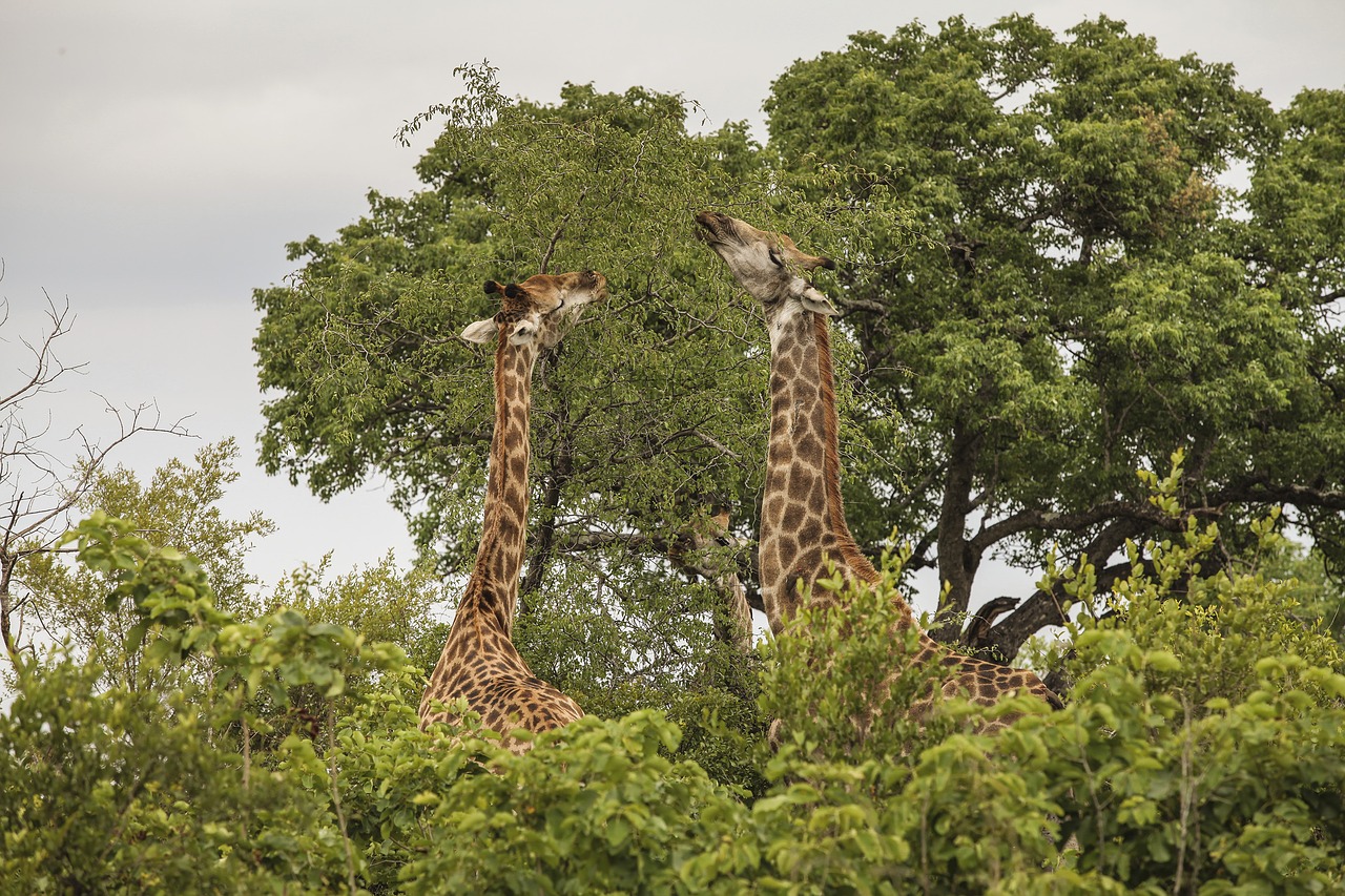 Image - giraffe wildlife wild africa