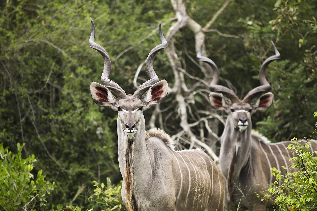 Image - kudu buck wildlife wild africa