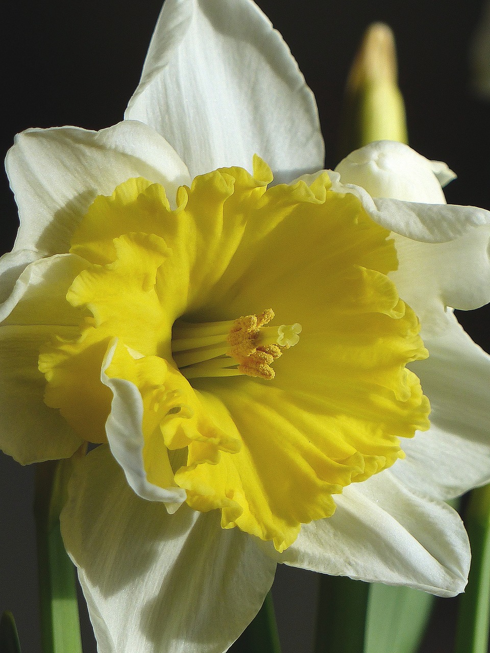 Image - onion flower spring colors white