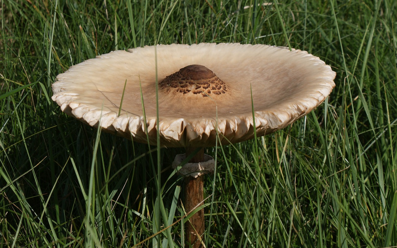 Image - nature mushrooms meadow rush