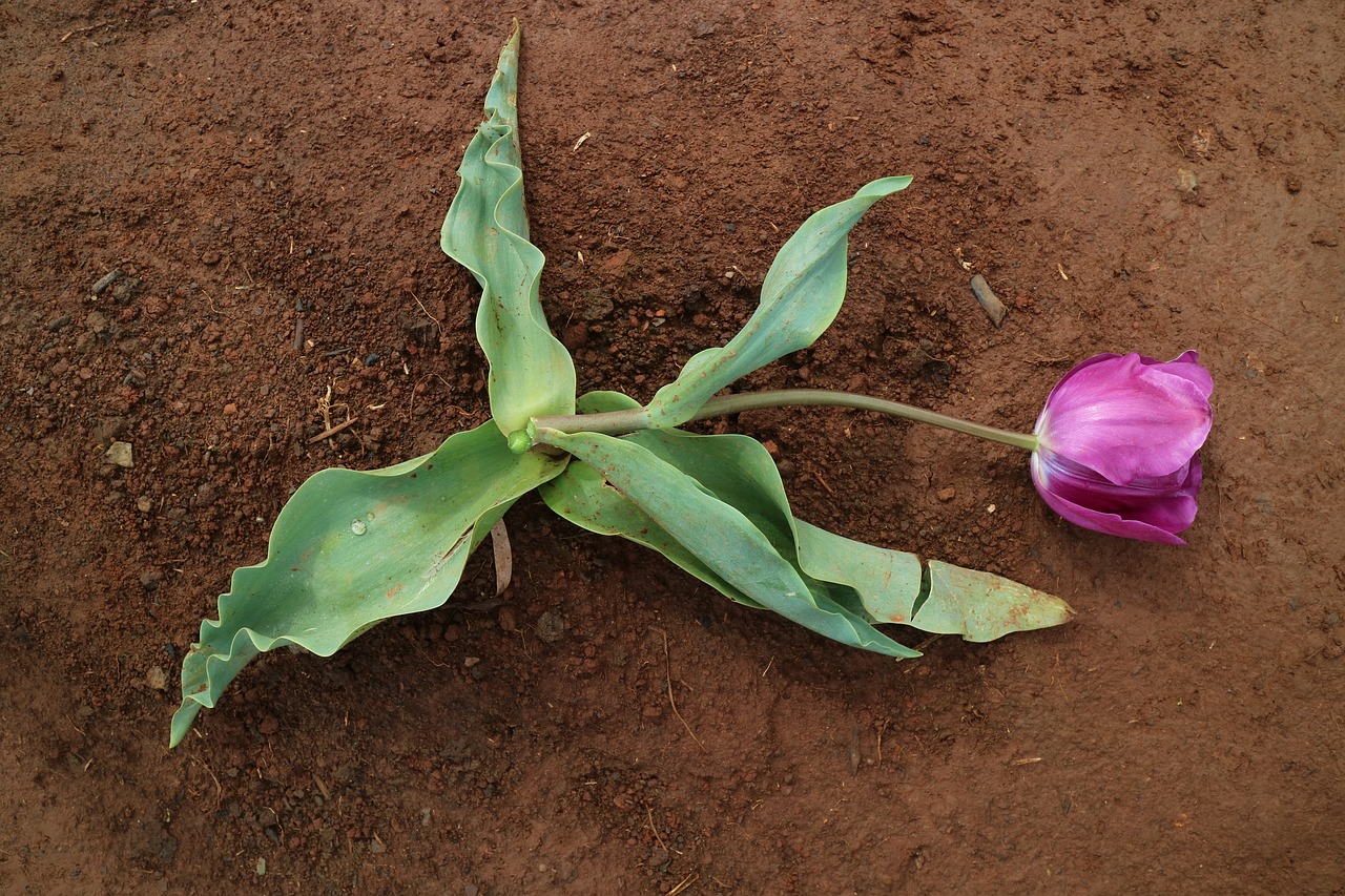 Image - dead tulip flower green soil