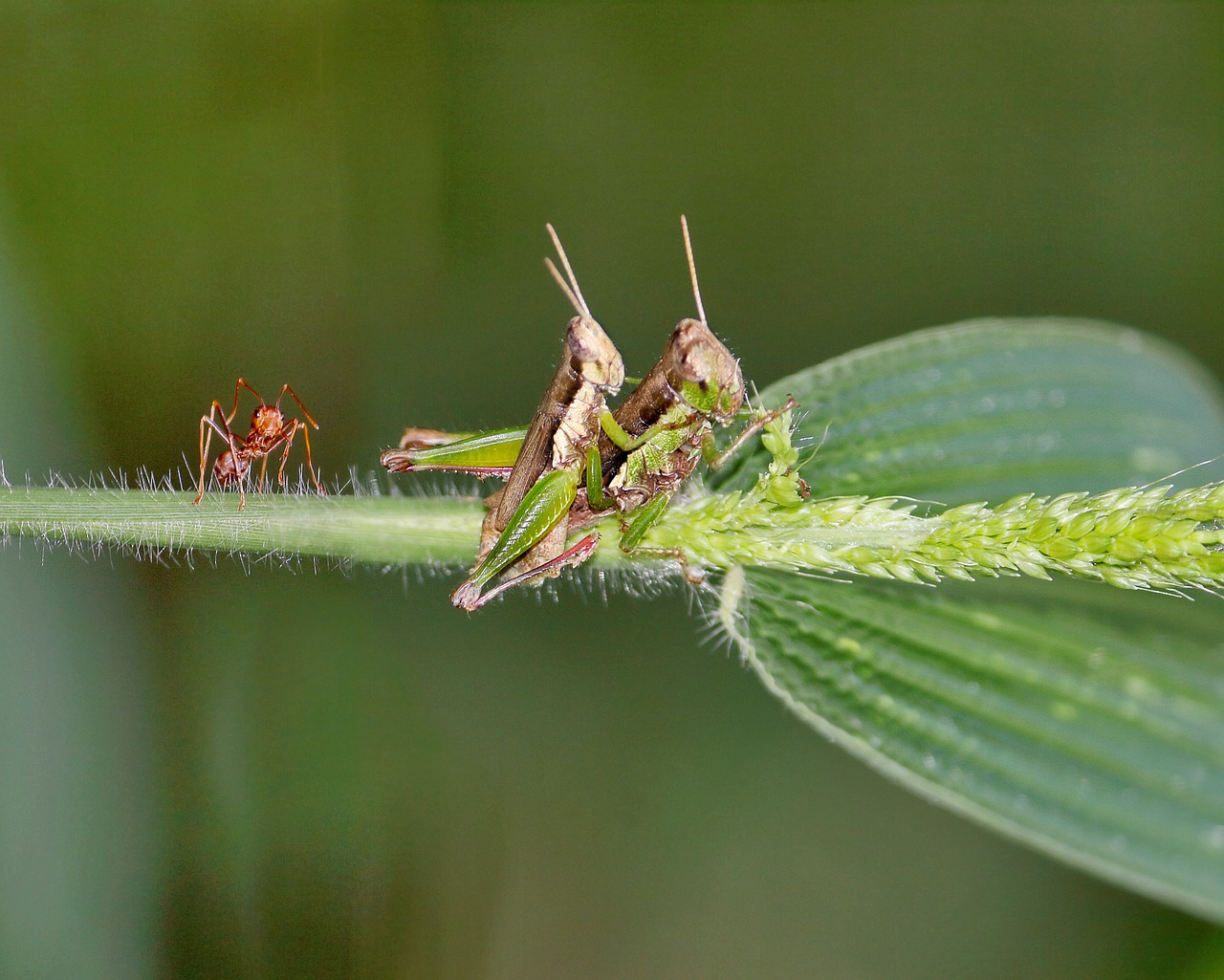 Image - mating grasshopper ants kerengga
